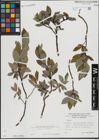 Foto von Salix hastata L.